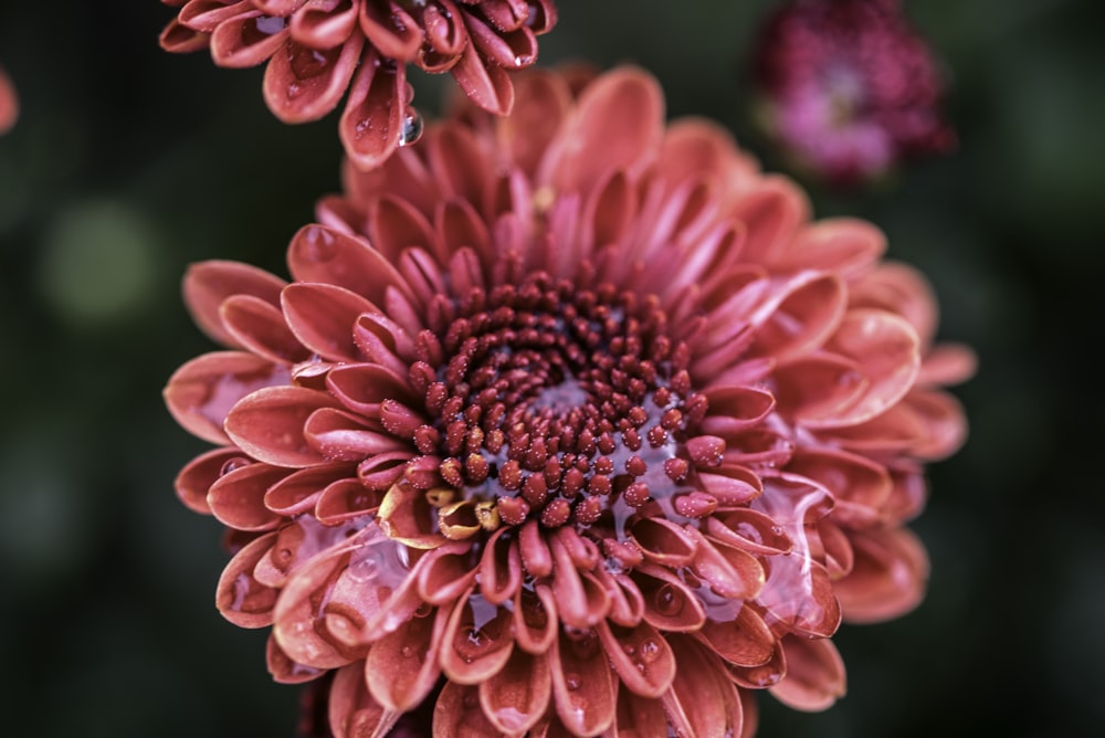 pink dahlia flower