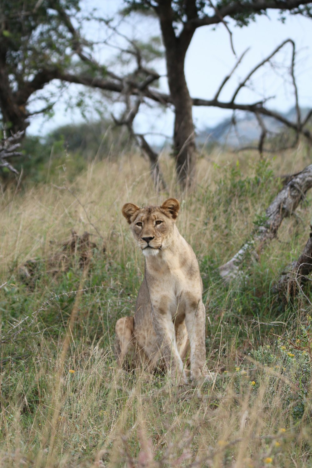 昼間、木の近くの草むらに座っている雌ライオン