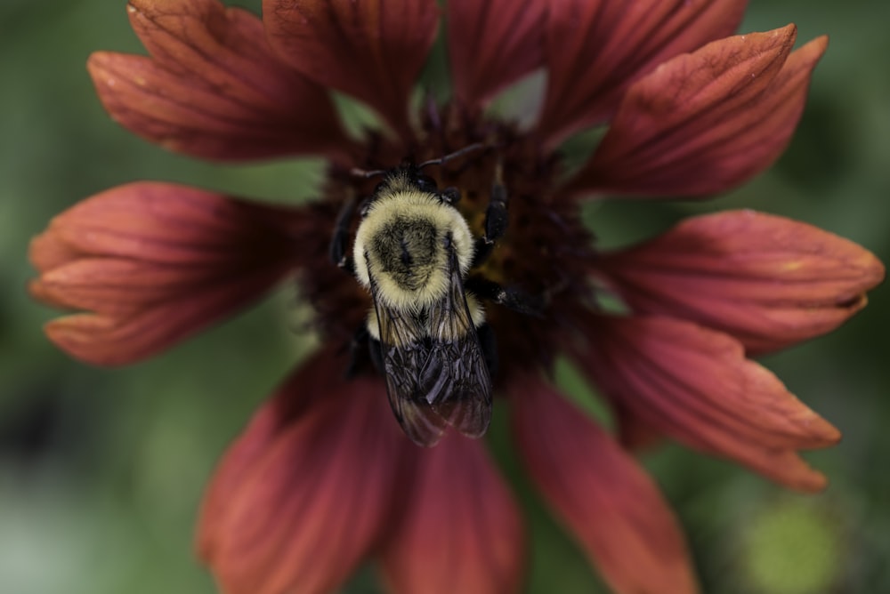 Fotografía selectiva de insecto negro en flor de pétalos rojos