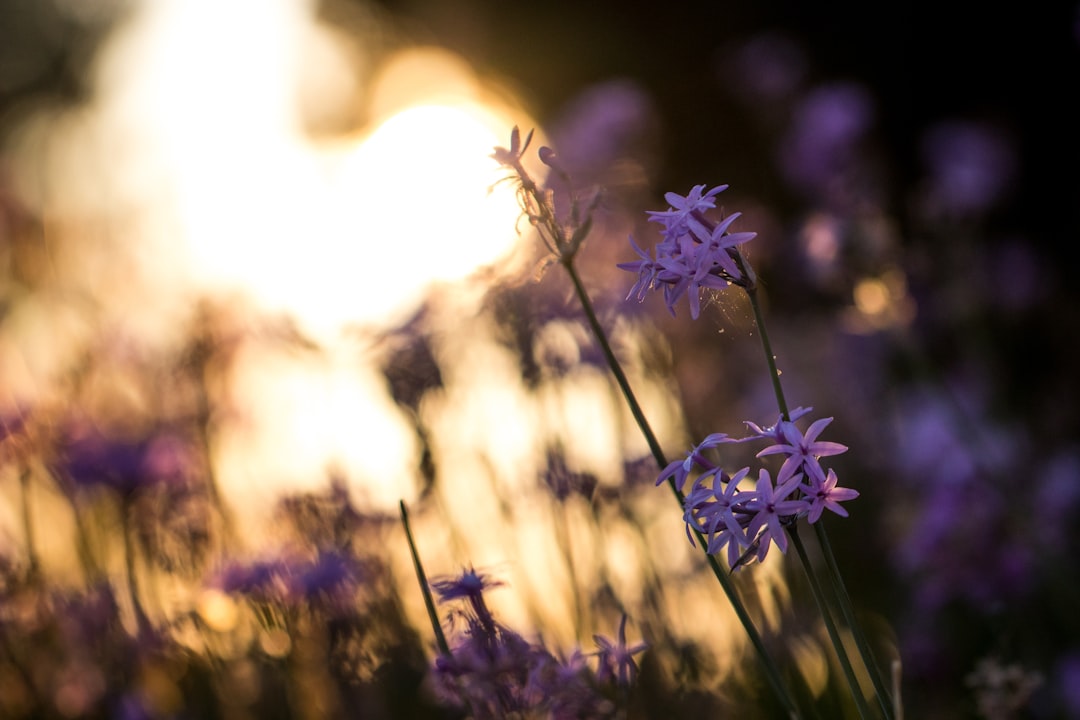 selective focus photography of blooming purple petaled flowers