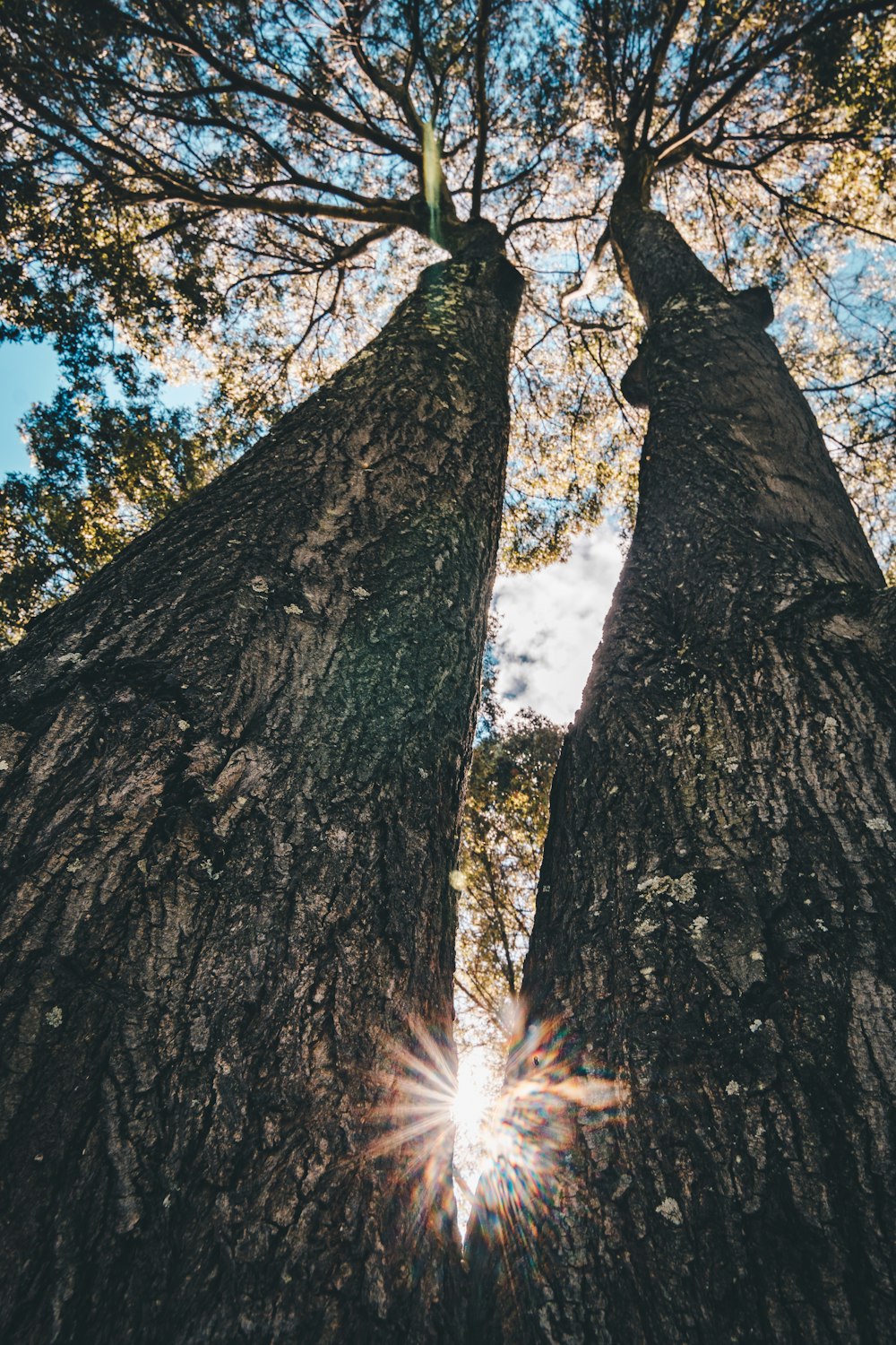 low angle photo of tree