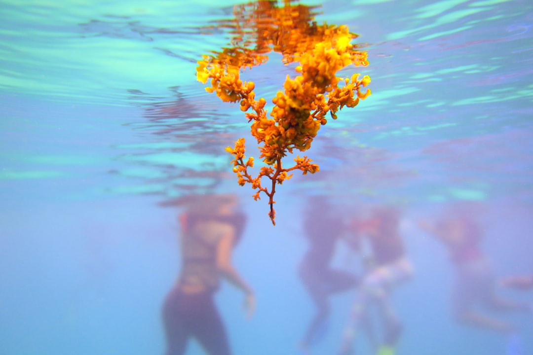 brown petaled flowers under body of water, While leading a snorkelling class for a marine facility in Jamaica there were small clusters of sargassum, a type of algae that often times creates a huge problem for coastal areas, came close to the young snorkellers.</p>
<p></p>
<p>It was good to use this as a focal point with the students in the background, slight change in contrast and saturation of the original picture but the reflection of the water is natural.