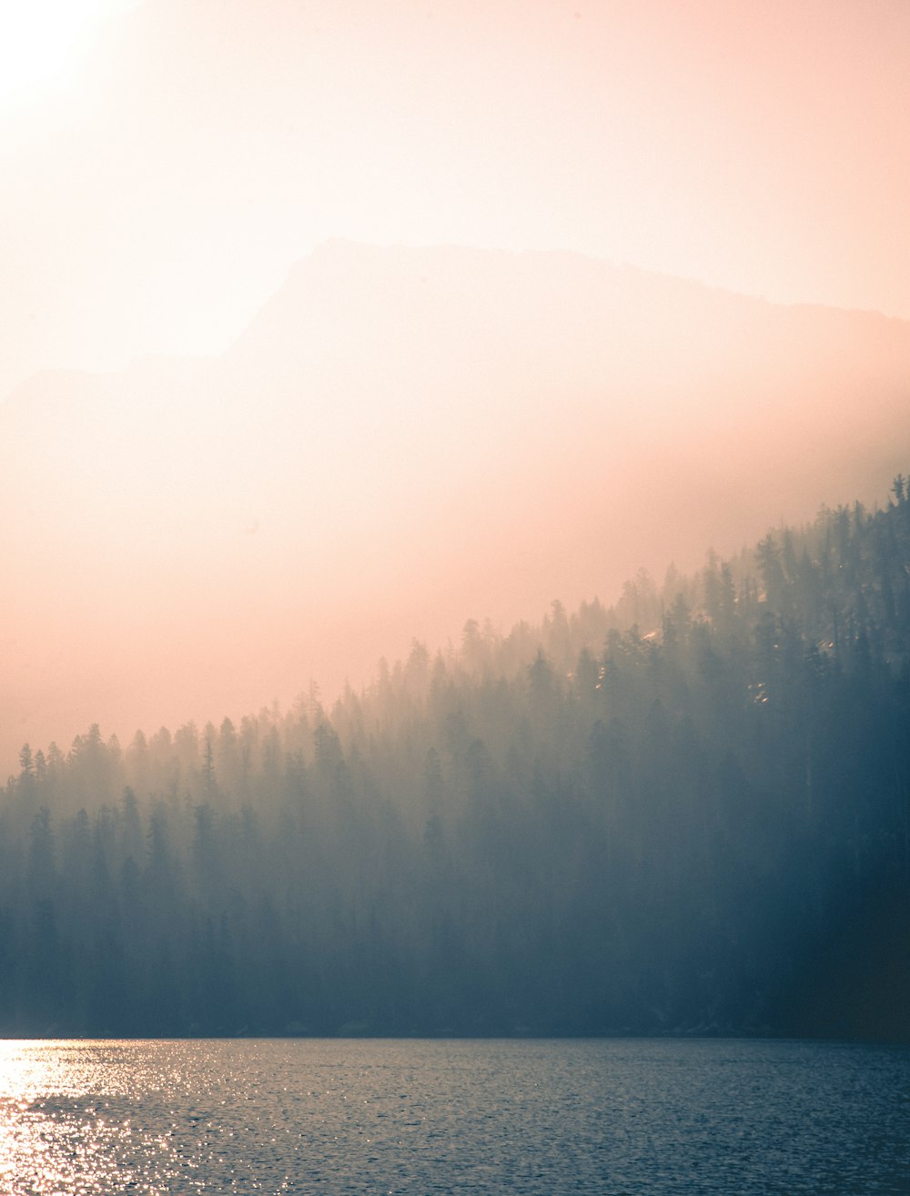 silhouette of trees and sea