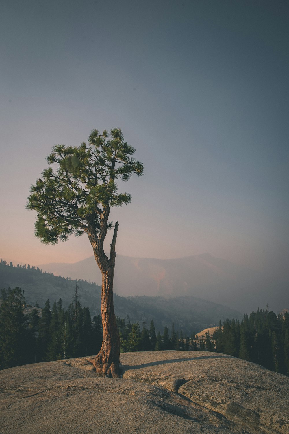 árbol de hoja verde sobre piedra gris durante el día