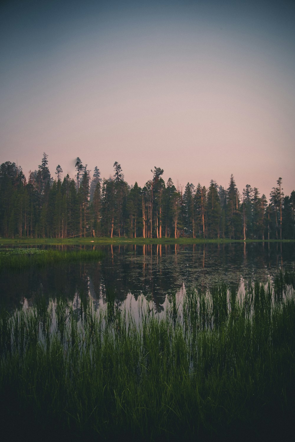 body of water surrounded with trees