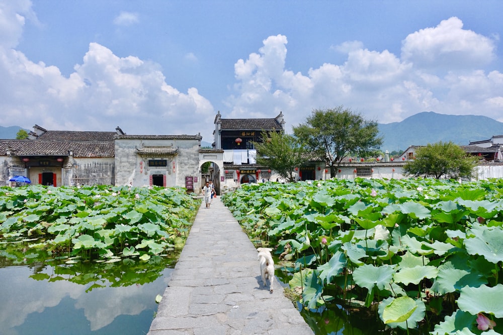 green leafed plants