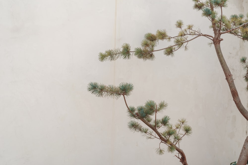 green tree beside white wall