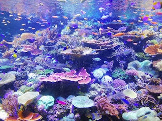 school of fish on corals