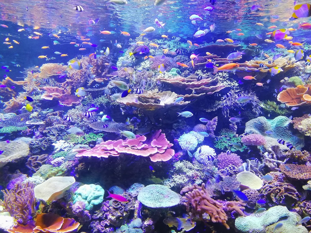 school of fish on corals, Coral in Nagoya Aquarium Japan