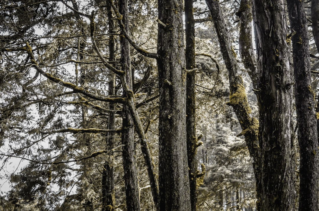 Forest photo spot Dieng Jawa Tengah