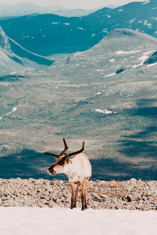 brown deer standing on ground in Besseggen Norway