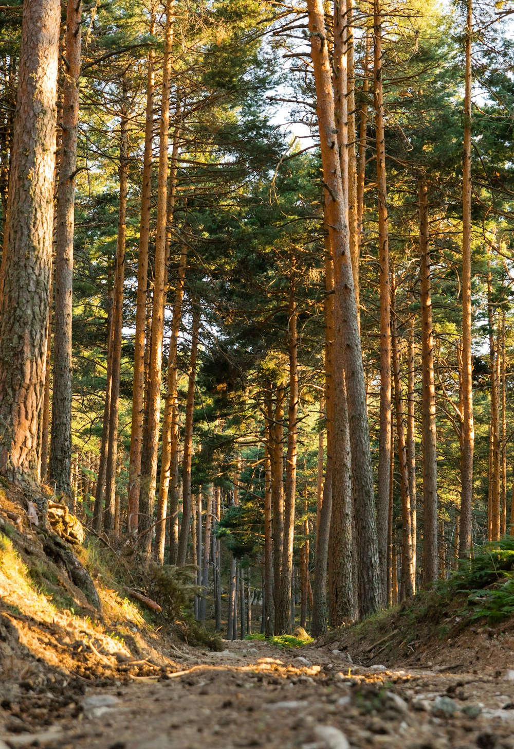 path in the middle of forest