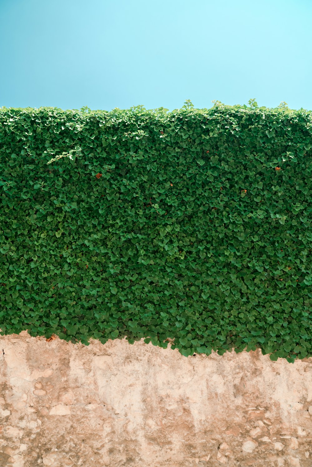 녹색 잎이 달린 식물 벽