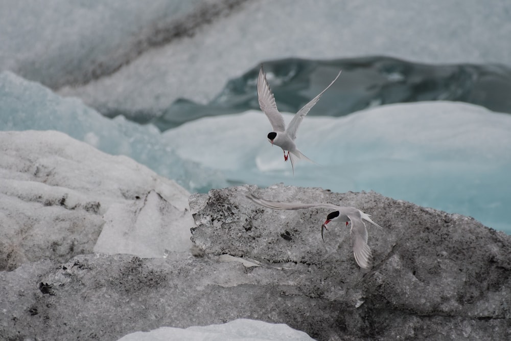 two white birds flying