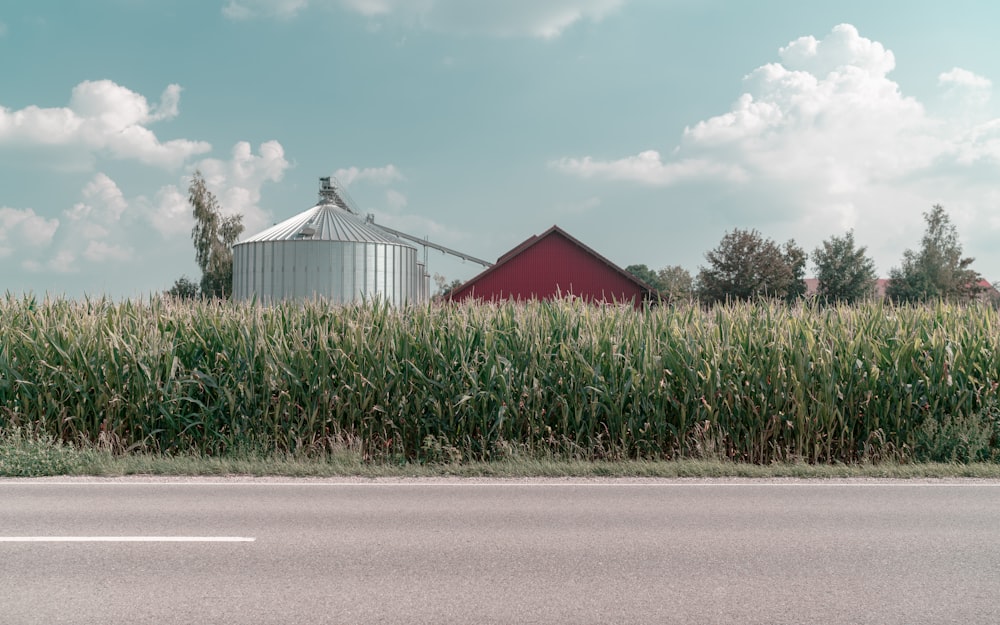 farm with cornfield near road during daytime