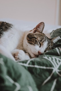 silver tabby cat