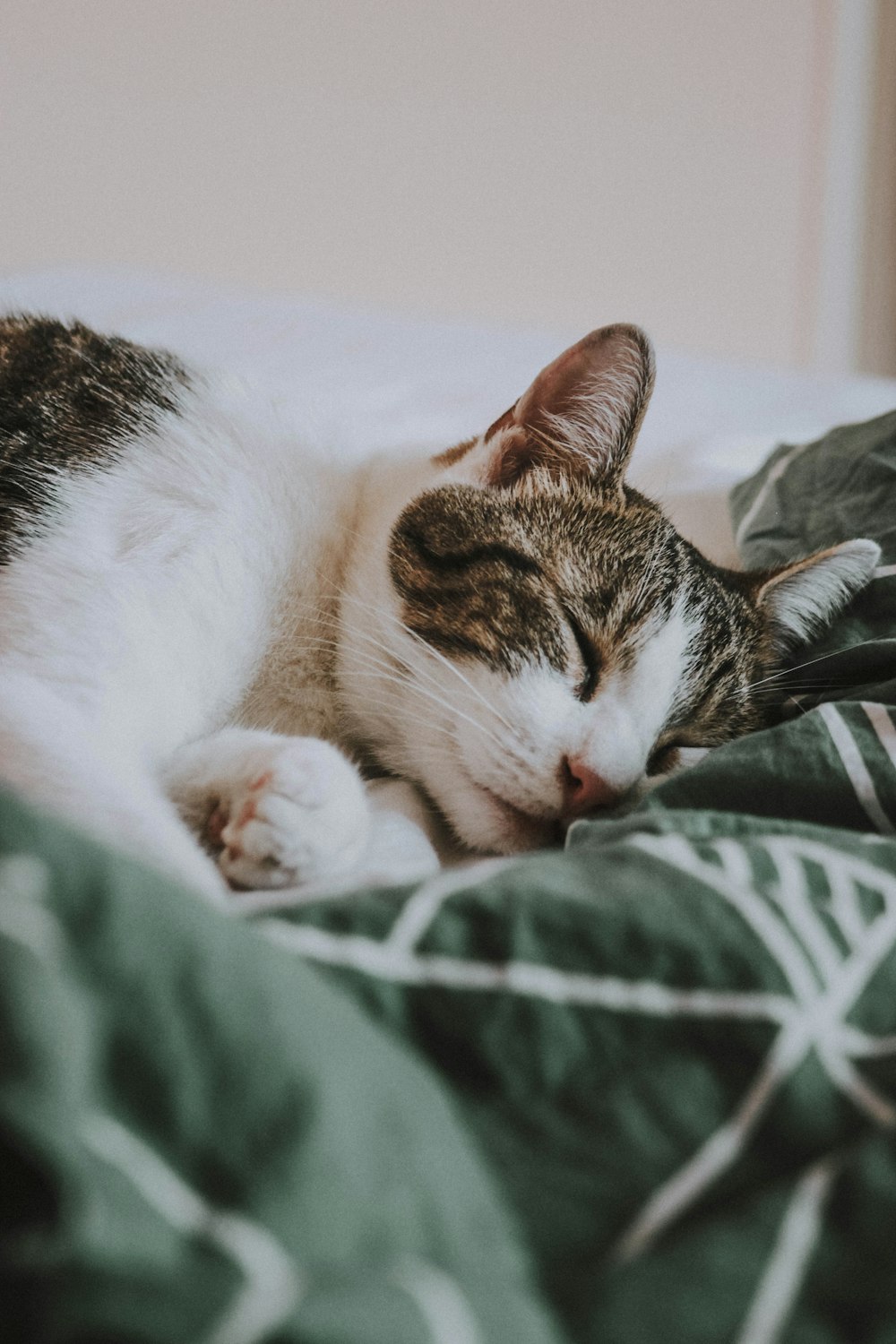 silver tabby cat