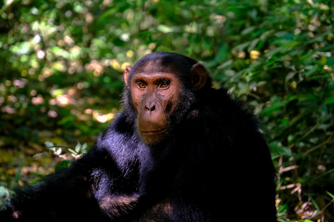 chimpanzee