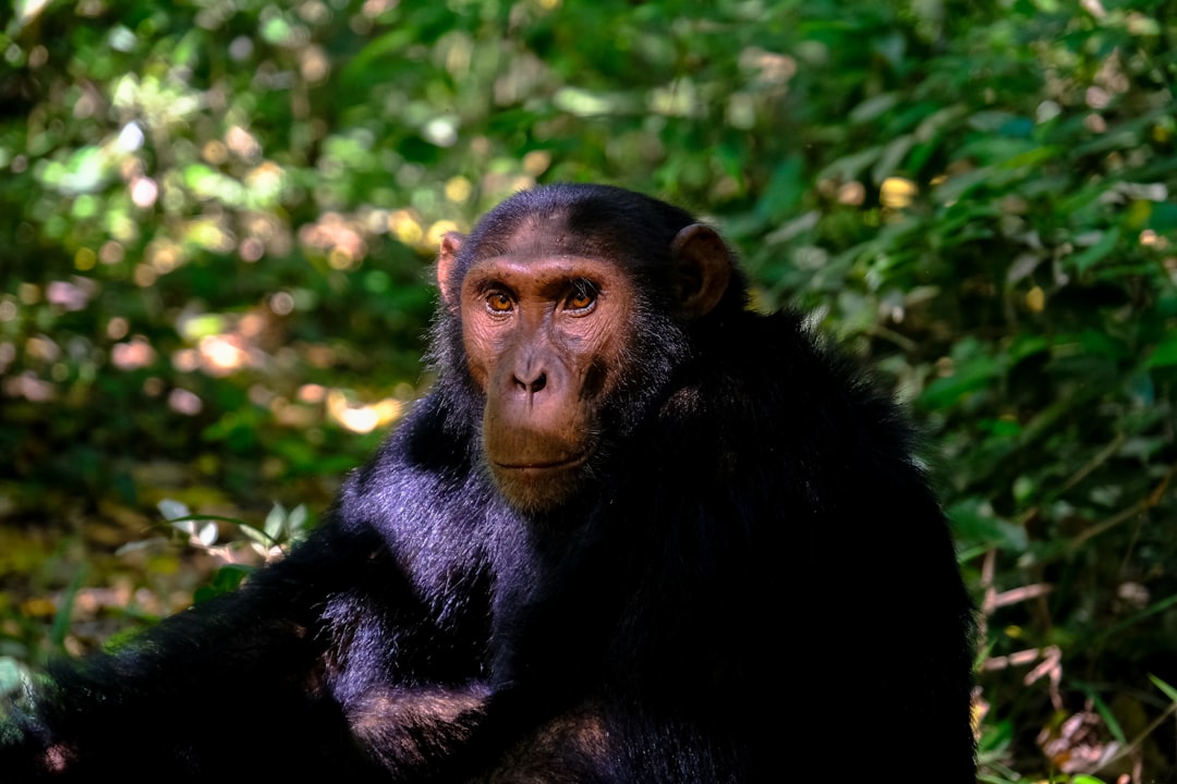  primate sitting on grass chimpanzee