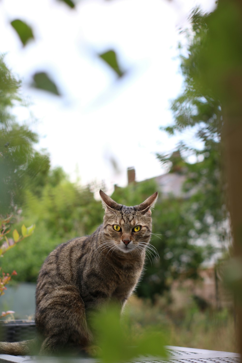 brown tabby cat