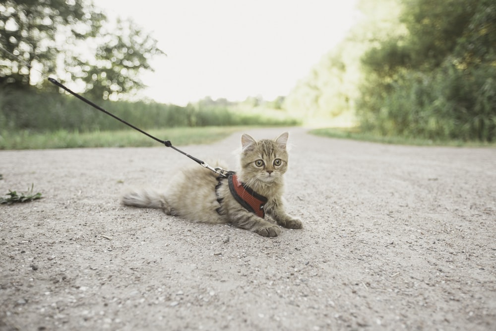 brown cat with harness on ground
