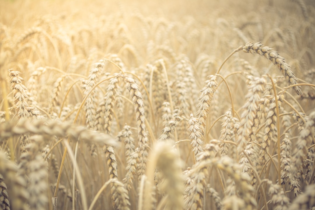 selective focus closeup photo of wheat field