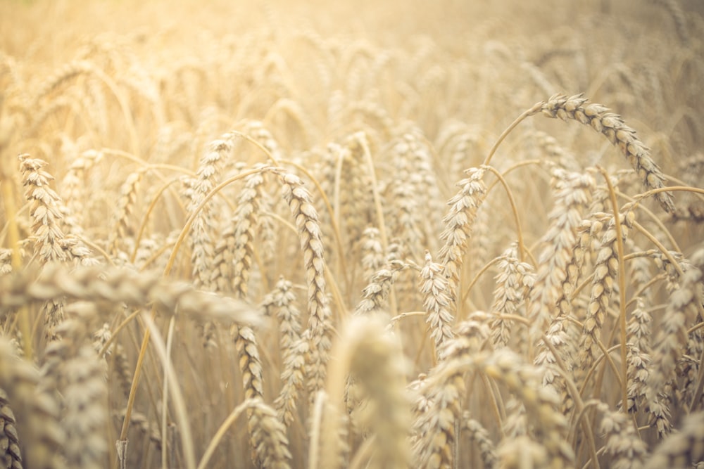 selective focus closeup photo of wheat field