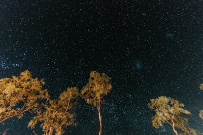 Clear night sky filled with stars above a dark silhouette of tall trees