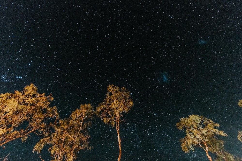 worm's eye view photography of starry night sky