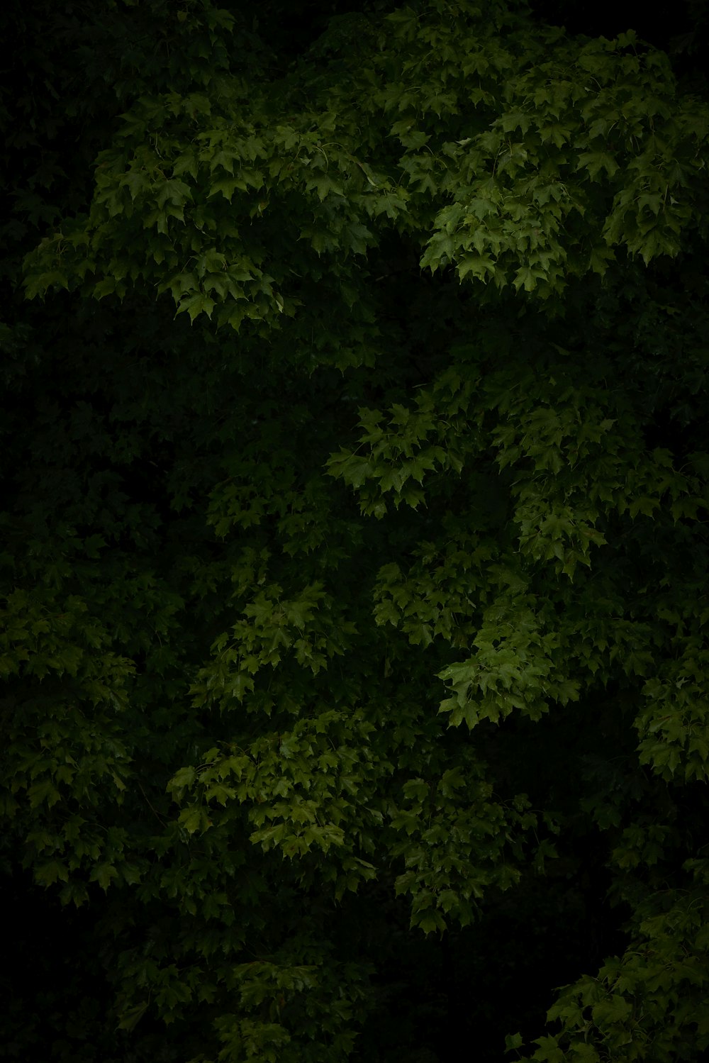 green leafed plant