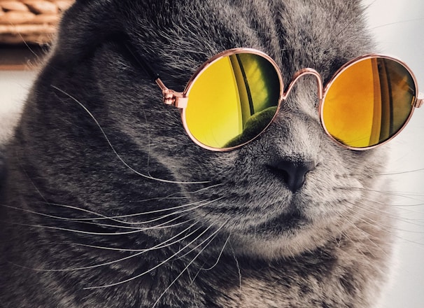 Russian blue cat wearing yellow sunglasses