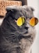Russian blue cat wearing yellow sunglasses