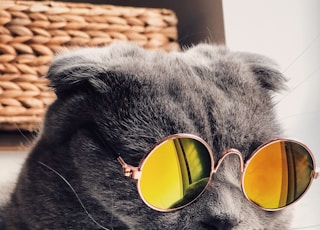 Russian blue cat wearing yellow sunglasses