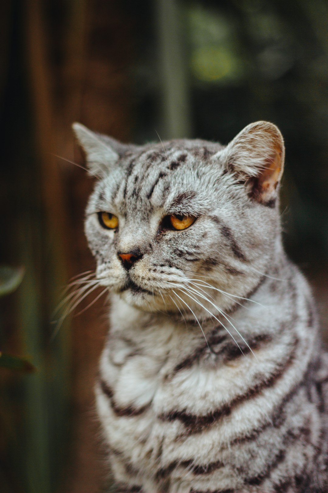 shallow focus photography of silver tabby cat