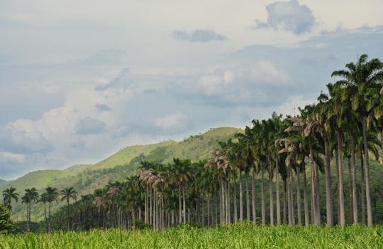 coconut trees in El Consejo Venezuela