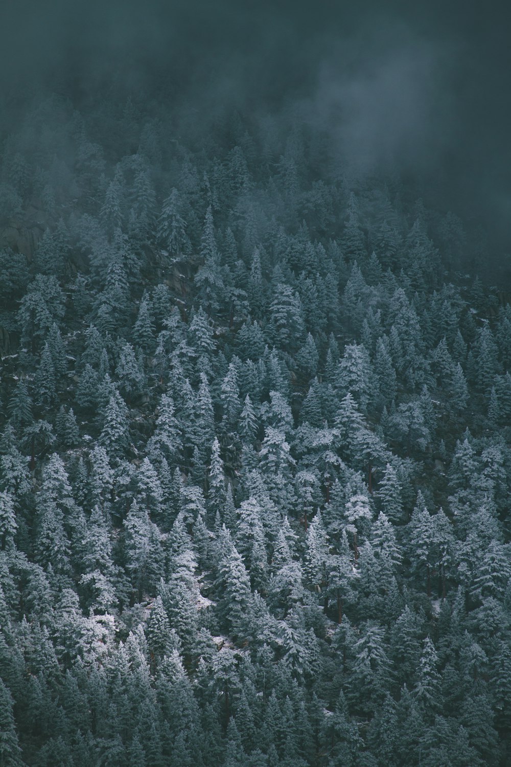 visão panorâmica de árvores cobertas por nevoeiros