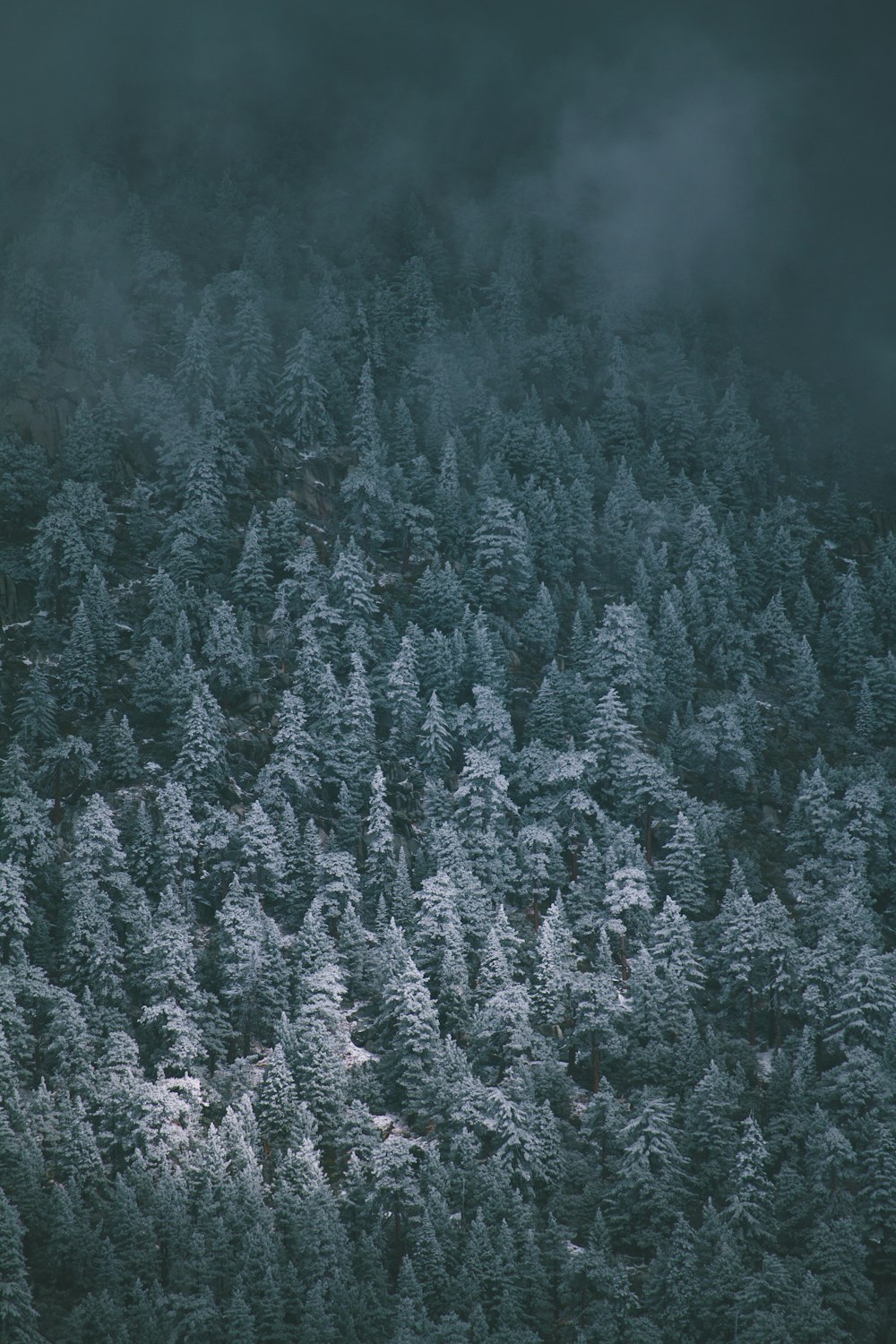 bird's eye view of trees covered by fogs