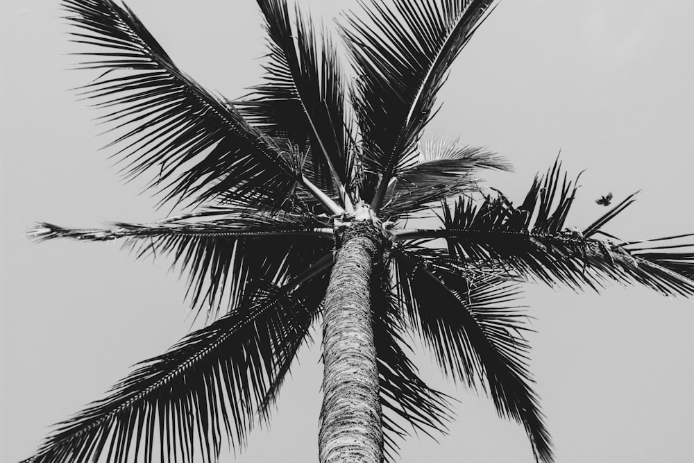 fotografia ad angolo basso in scala di grigi della palma da cocco