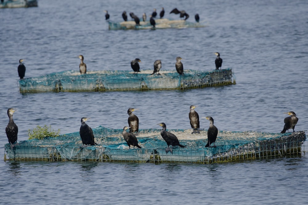 black birds on body of water