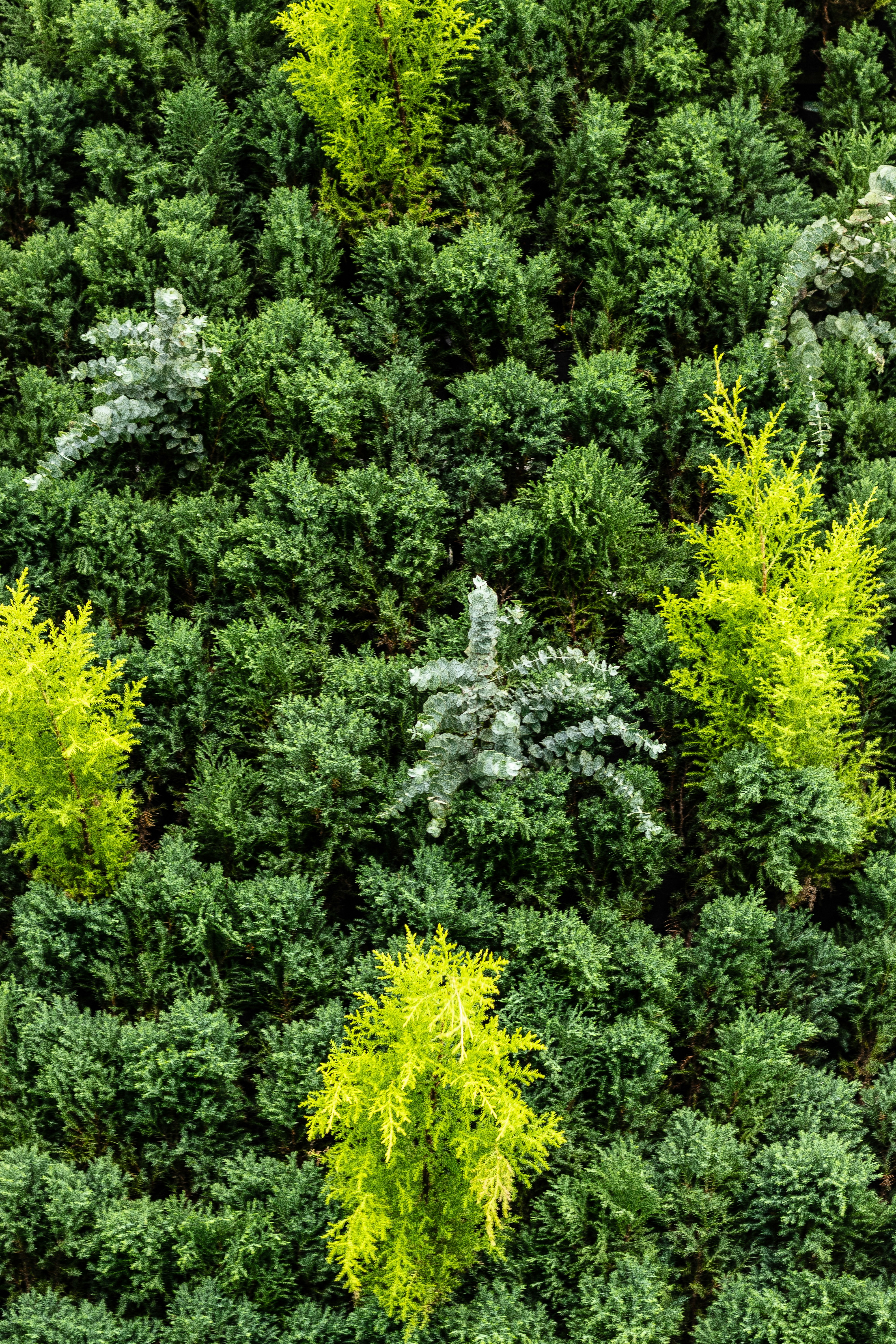 Foundation planting with evergreen shrubs and perennials around a mountain home exterior