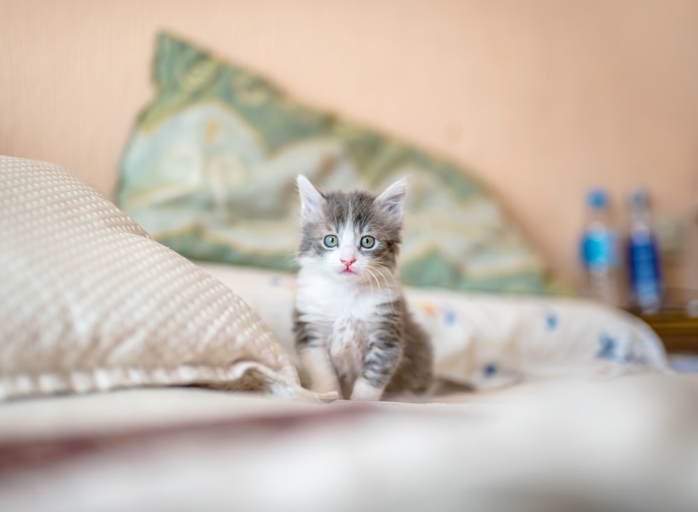 gatito blanco y gris sobre textil blanco