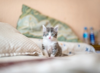 Persian cat relaxing