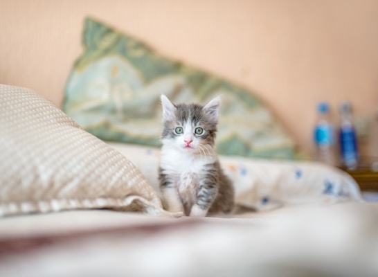 50 Most Unique Cat Names for 2026