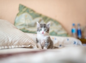 A fluffy gray and white kitten with bright green eyes sits on a textured bedspread, surrounded by soft, light-colored pillows. In the background, there is a blurred section showing a couple of water bottles and a cushion with intricate patterns.