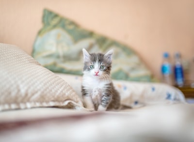 white and gray kitten on white textile cat zoom background