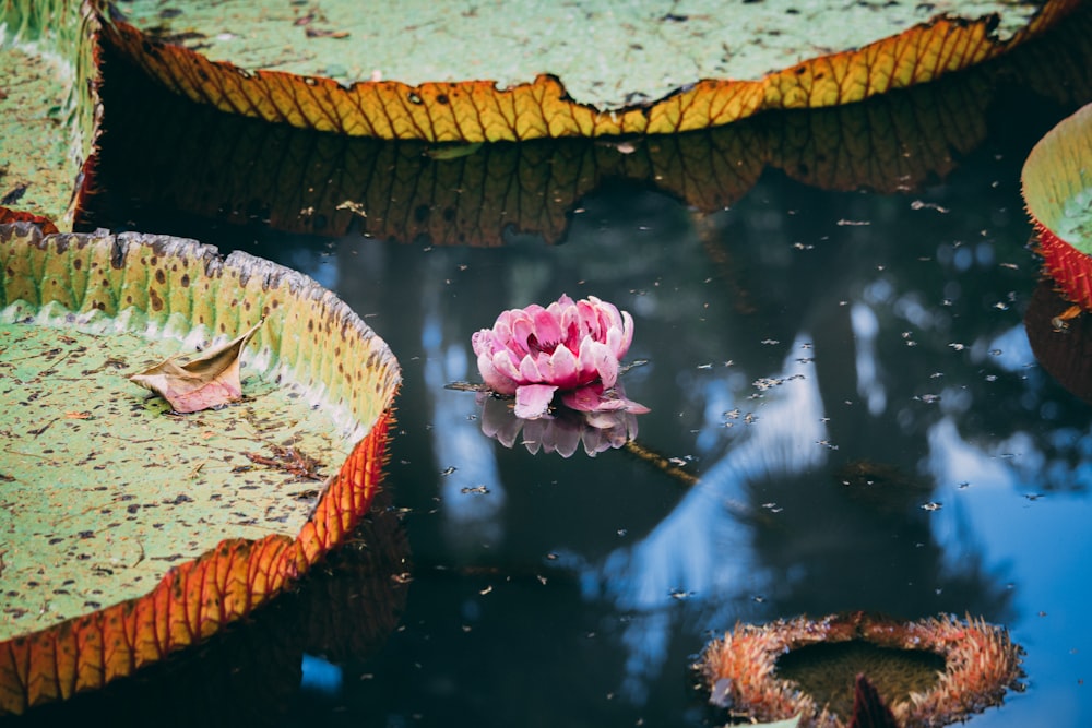 Rosa Lotusblume auf Gewässer