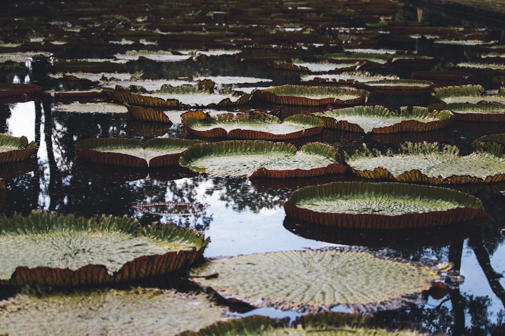 leaves floating on body of water