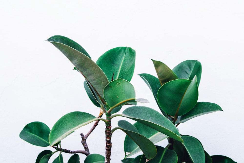 plante à feuilles vertes