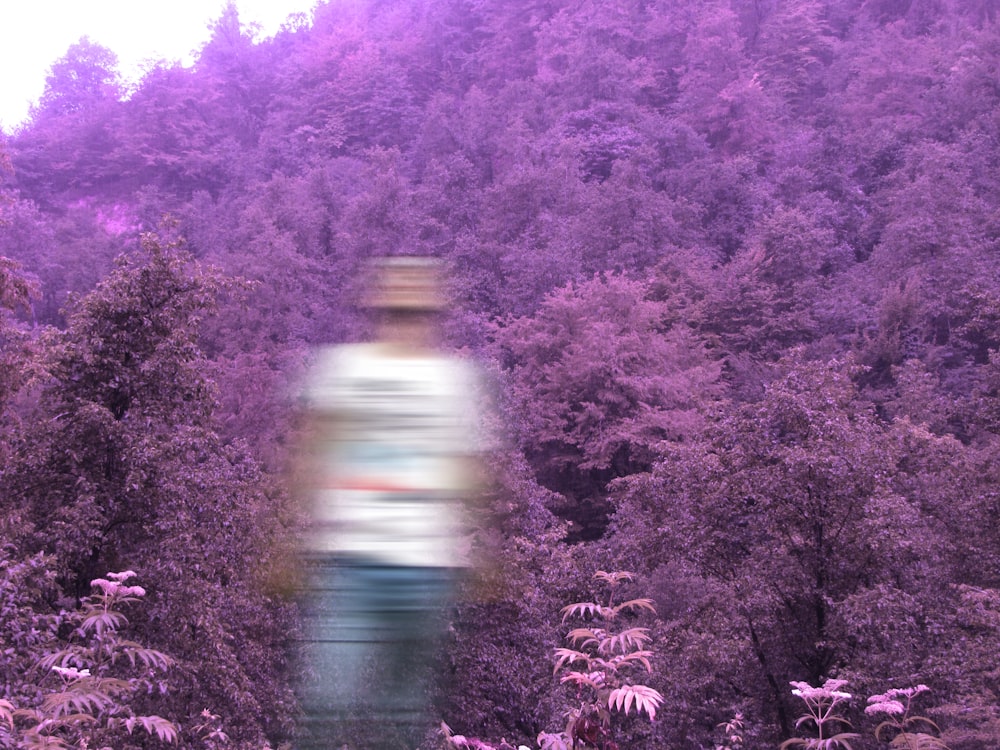 man standing near purple plants