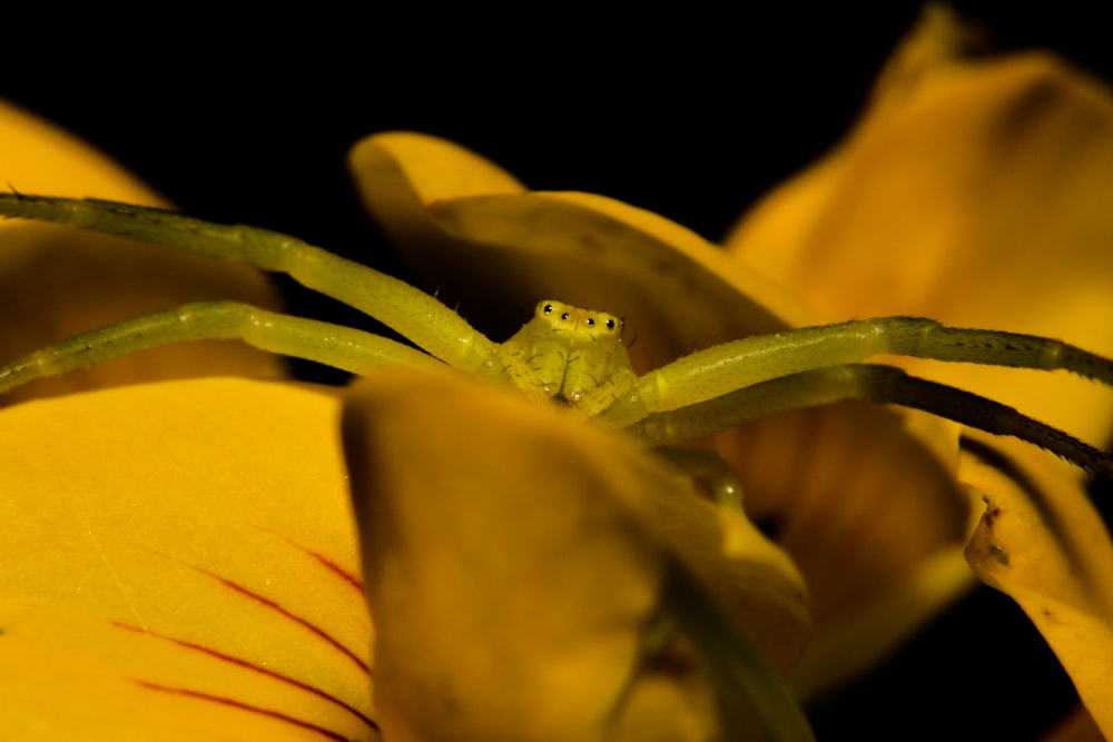 green insect